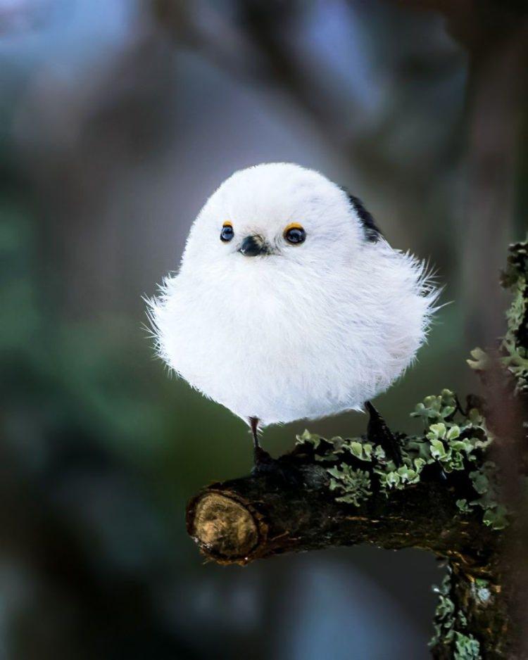 zdjęcia ptaków wyglądających jak z gry Angry Birds