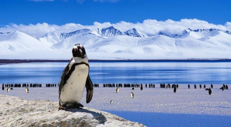 ciekawostki o Antarktydzie