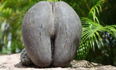 kokos morski