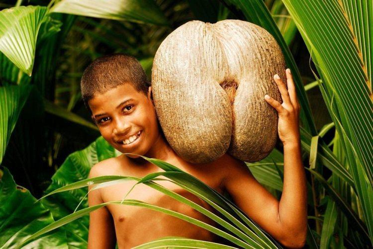 kokos morski