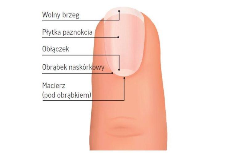Z Czego Zbudowany Jest Paznokie Z Czego Zbudowany Jest Paznokie