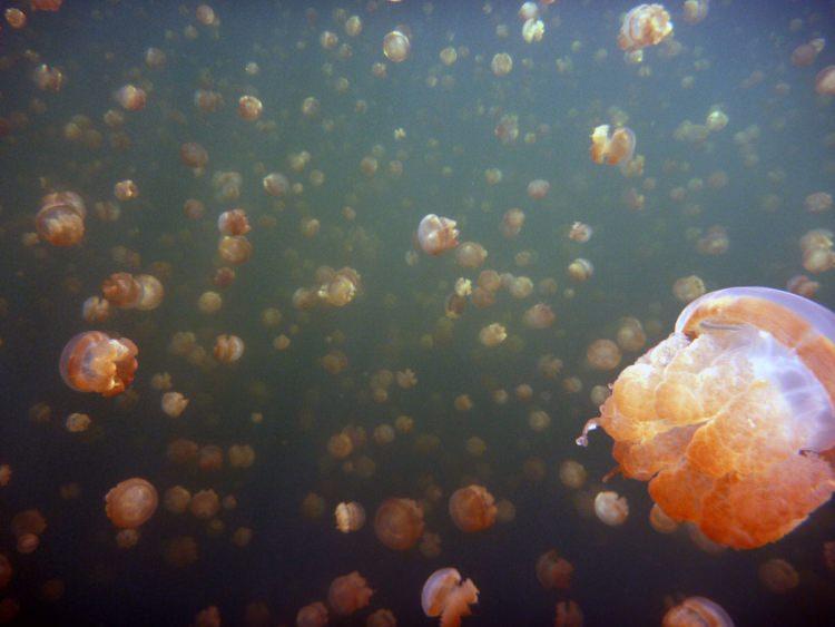 Nurkowanie z Meduzami na Palau