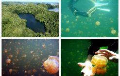 Jellyfish Lake na Palau