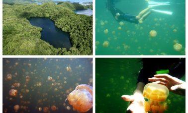 Jellyfish Lake na Palau