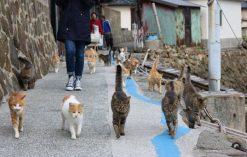Koty na wyspie Aoshima