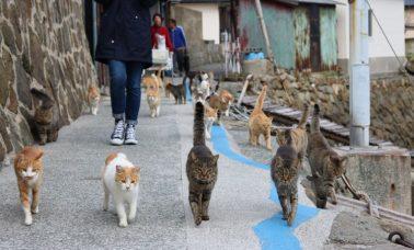 Koty na wyspie Aoshima