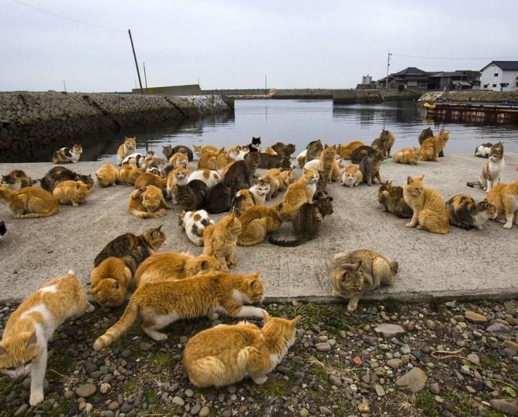 Aoshima wyspa kotów