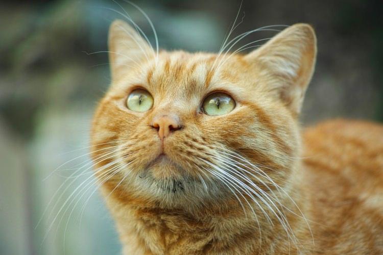 ciekawostki o kotach - kocie wąsy