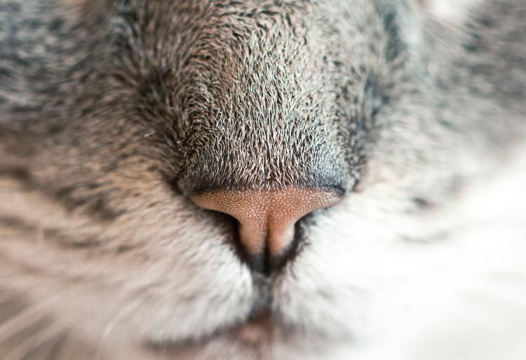 ciekawostki o kotach koci nos
