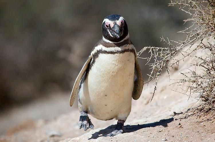 Pingwin magellański