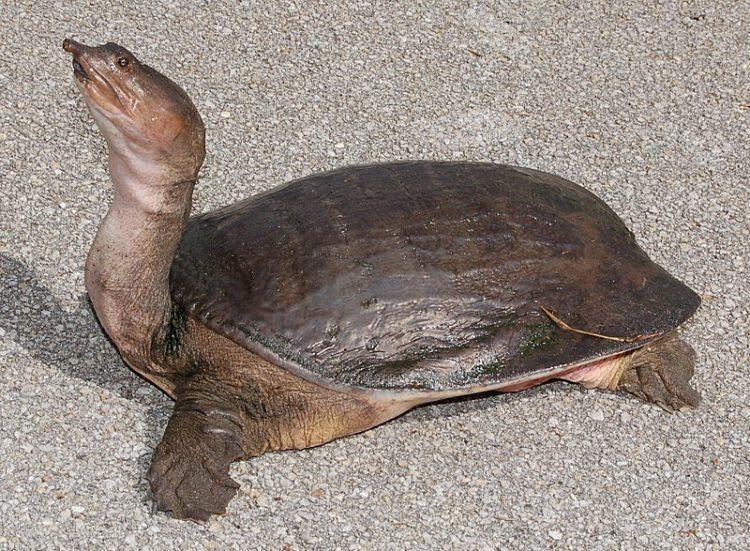 Żółwiak drapieżny 