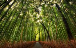 Las bambusowy w Kioto