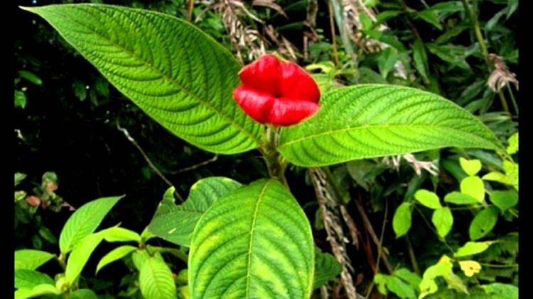 kwiat Usta Niewiasty Psychotria elata 