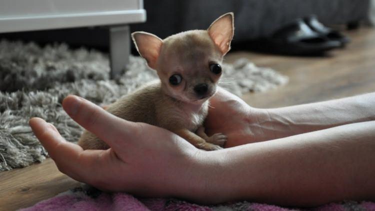 Toudi - najmniejszy pies świata 