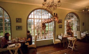 Kenia hotel z żyrafami