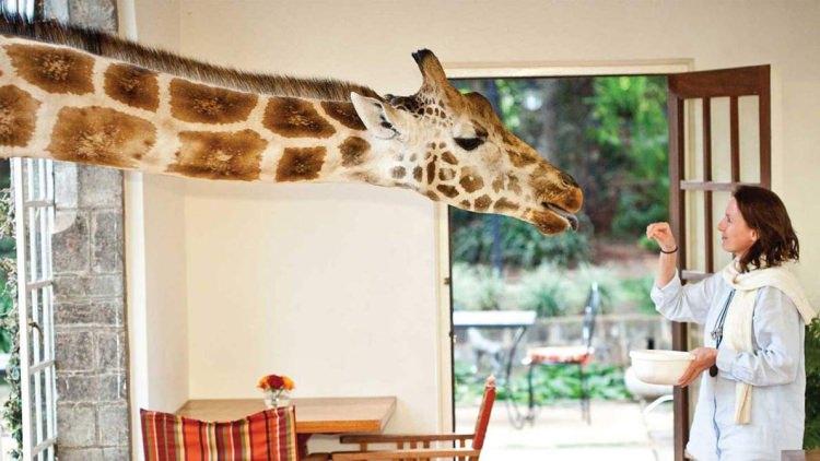 Giraffe Manor hotel Kenia