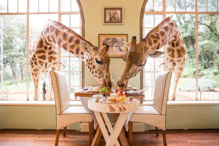 Kenia hotel z żyrafami