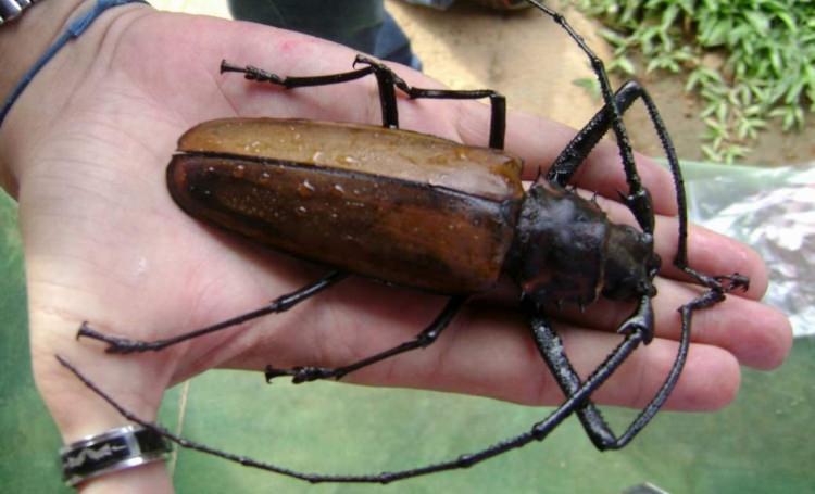największe chrząszcze na świecie