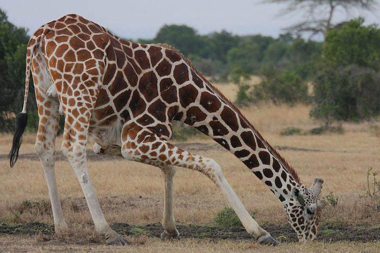 Jak żyrafa pije wodę?