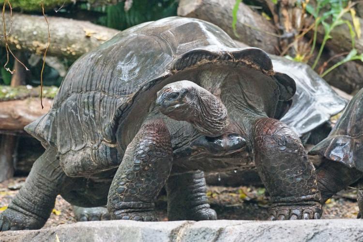 żółw olbrzymi - jedno z najdłużej żyjących zwierząt na świecie