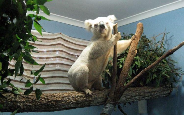 koala z białym futrem