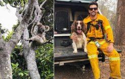psy ratują koale w czasie pożarów w Australii