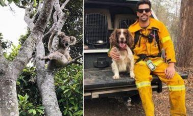 psy ratują koale w czasie pożarów w Australii