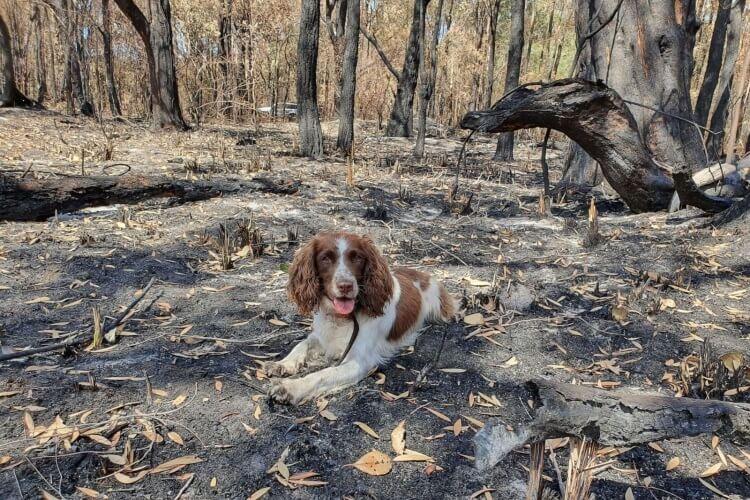specjalnie wyszkolone psy ratują koale w czasie pożarów w Australii