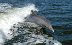 delfin butelkonosy
