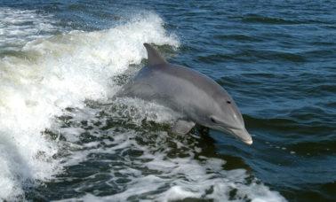 delfin butelkonosy