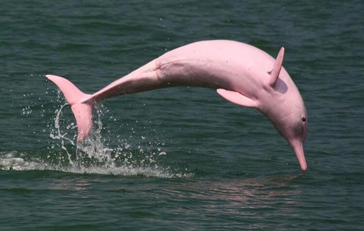 pinky - różowy delfin albinos
