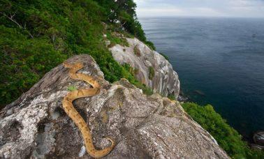 Ilha da Queimada Grande - wyspa węży Brazylia