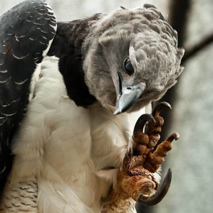 fot. <a href="https://www.reddit.com/r/natureismetal/comments/b9cwsh/the_talons_on_this_harpy_eagle/">reddit.com</a>