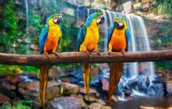 kolorowe papugi