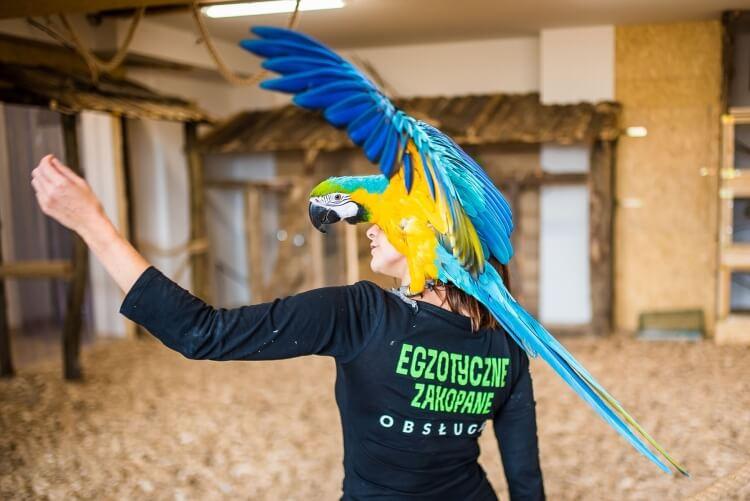 Papugarnia Egzotyczne Zakopane
