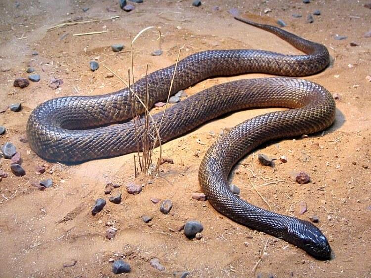 Najbardziej jadowite węże świata - Tajpan pustynny to najbardziej jadowity wąż na świecie
