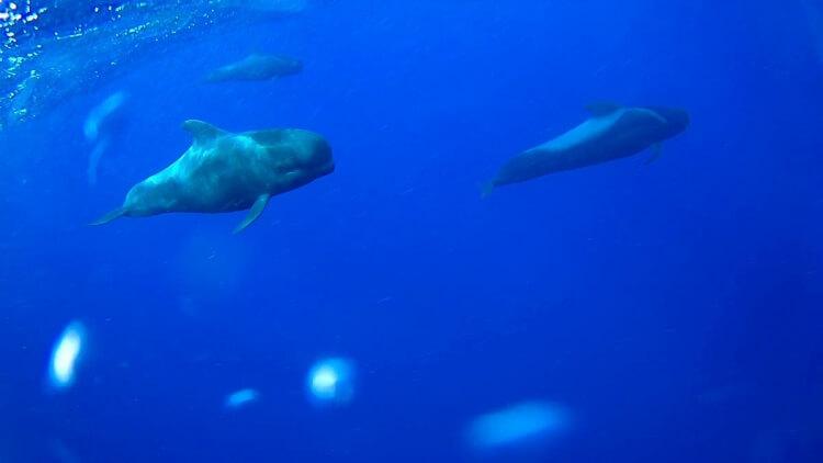 teneryfa wieloryby