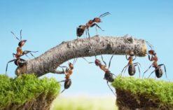 mrówki - ciekawostki ze świata zwierząt