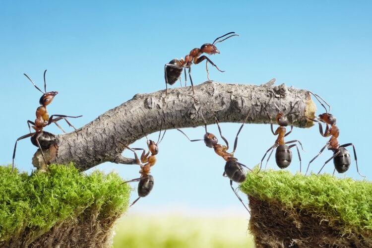 mrówki - ciekawostki ze świata zwierząt