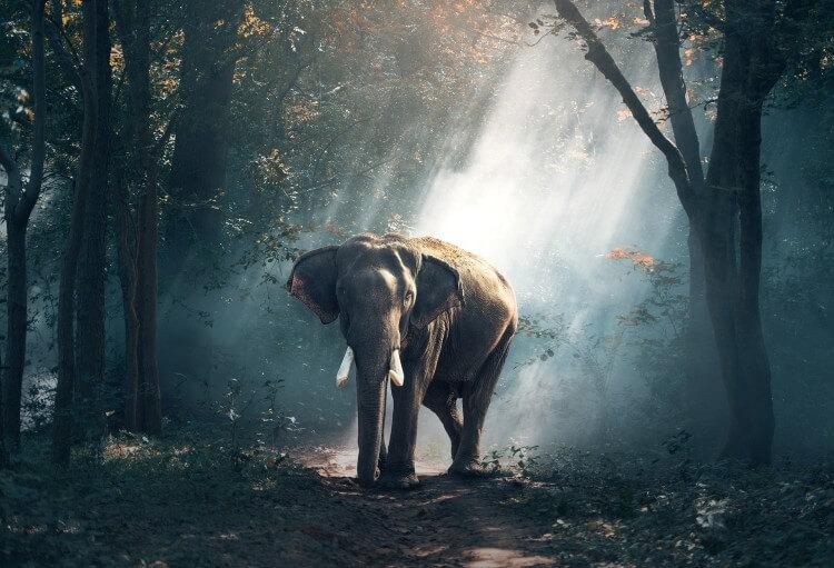 Słoń afrykański - gatunek zagrożony wyginięciem