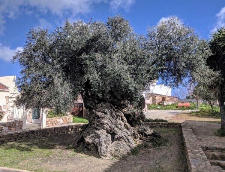najstarsze drzewo oliwne, Kreta