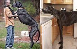 Pies Zeus - najwyższy pies w historii