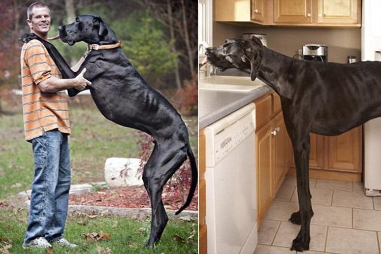 Pies Zeus - najwyższy pies w historii