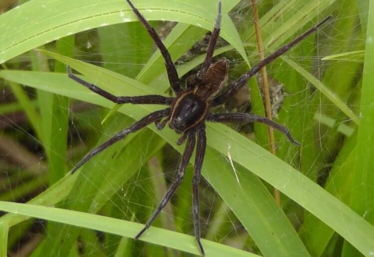 Bagnik nadwodny to największy pająk żyjący w Polsce