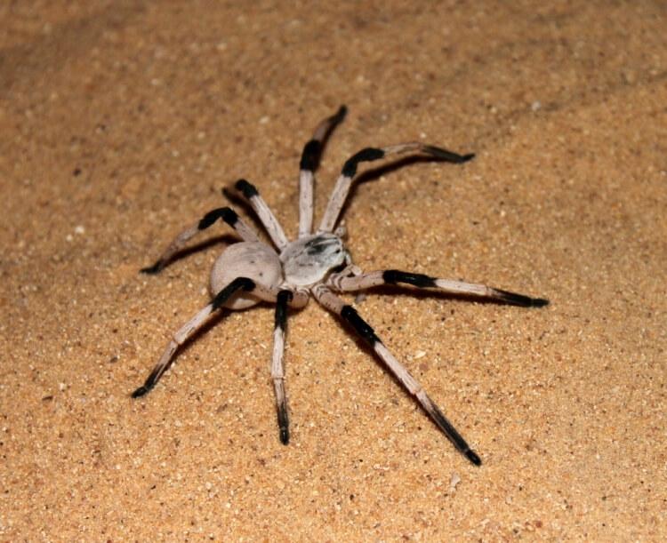 Cerbalus aravaensis - jeden z największych pająków na świecie