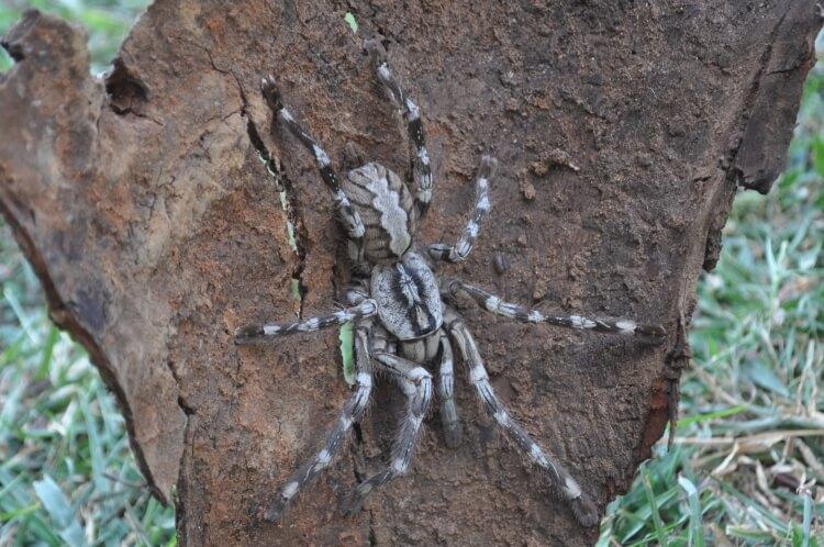 gigantyczny pająk Poecilotheria rajaei należy do grupy największych pająków na świecie