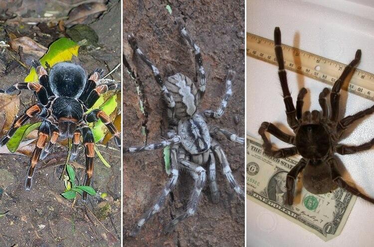 Największe pająki na świecie