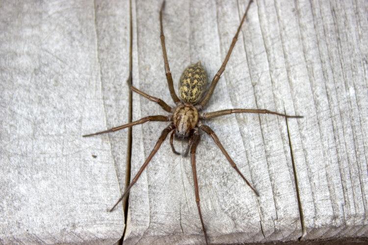 Kątnik domowy większy to drugi największy pająk w Polsce