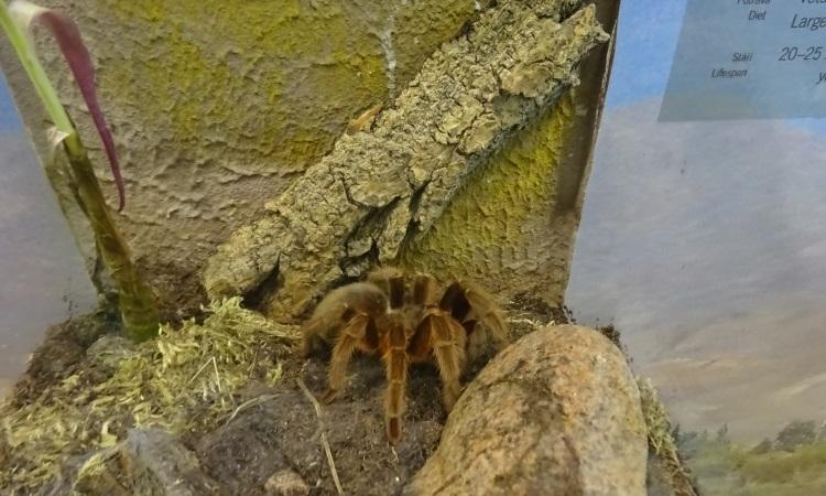 pająk Grammostola anthracina to jeden z największych pająków na świecie