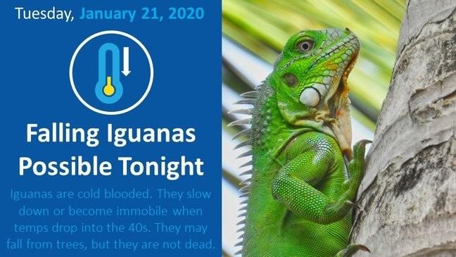 uwaga spadające Iguany
